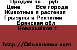 Продам за 50 руб. › Цена ­ 50 - Все города Животные и растения » Грызуны и Рептилии   . Брянская обл.,Новозыбков г.